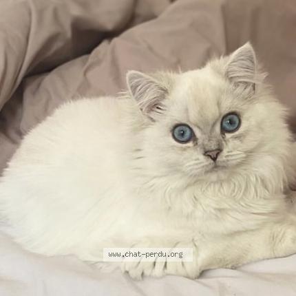 Foto 1/1 Kirikou Chat perdido en Castelnaudary