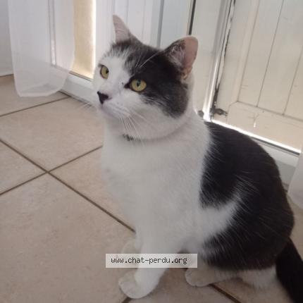 Foto 1/1 Milo Chat perdido en Moirans