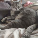 Foto del gato perdido en Eaunes