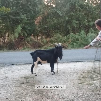 Foto 1/1 Gato encontrado Encontrado en Montguyon