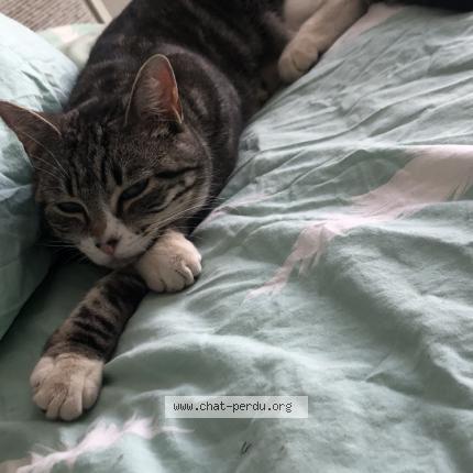 Foto 1/1 Ruby Chat perdido en Valence