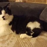 Foto del gato perdido en Cuincy