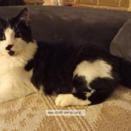 Foto 1/1 Thao Chat perdido en Cuincy