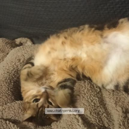 Foto 1/1 Sothys Chat perdido en Marseille