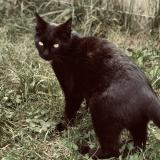 Foto del gato perdido en Arsac