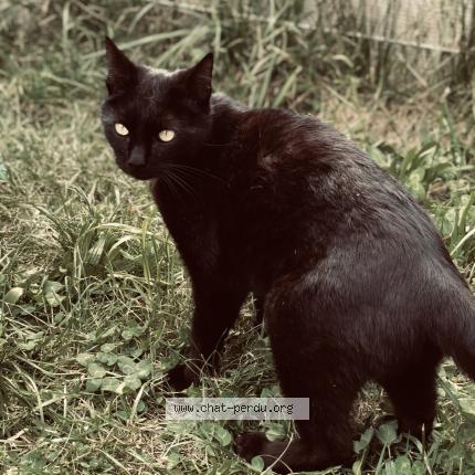 Foto 1/1 Gato encontrado Perdido en Arsac