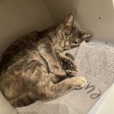 Foto del gato perdido en Arsac