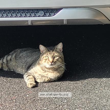 Foto 1/1 Tigris Chat perdido en Brest