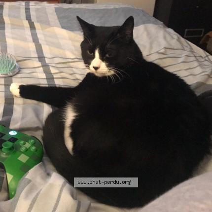 Foto 1/1 Gaïa Chat perdido en Montreal