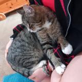 Foto del gato perdido en Blaison St Sulpice