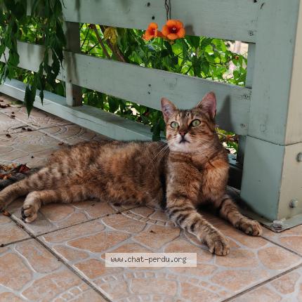 Foto 2/2 Gato encontrado Encontrado en Muret