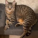 Foto del gato perdido en Trelaze