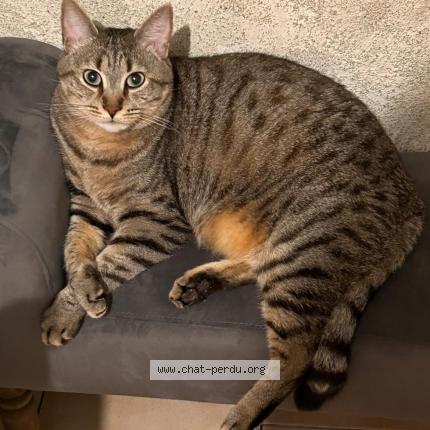 Foto 1/1 Kitkat Chat perdido en Trelaze