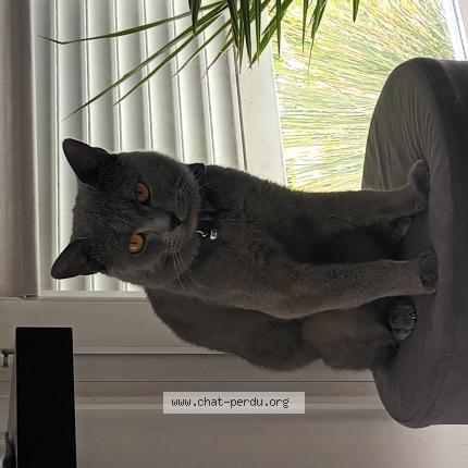 Foto 1/1 Socrate Chat perdido en St andre lez lille