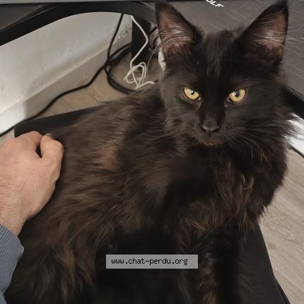 Foto 1/1 Tia Chat perdido en Villeneuve d ascq