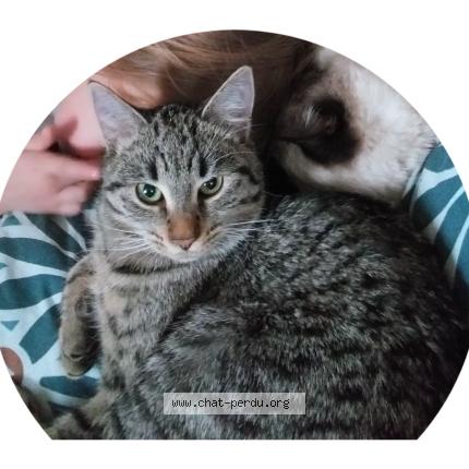 Foto 1/1 Gaia Chat perdido en Mollkirch