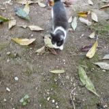 Foto de gato encontrado en Brest