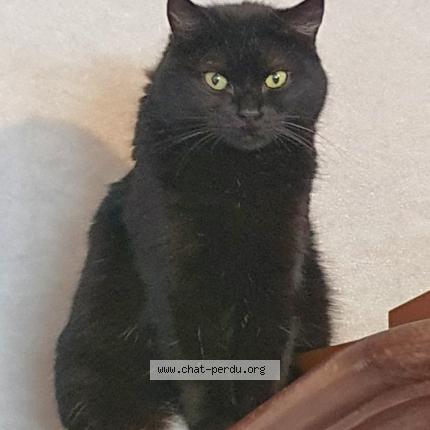 Foto 1/1 Gato encontrado Perdido en Nantes