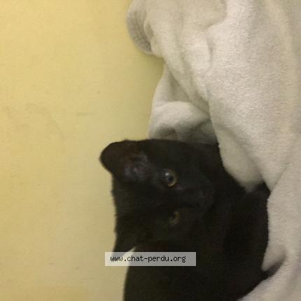 Foto 1/1 Mouniss Chat perdido en Lille