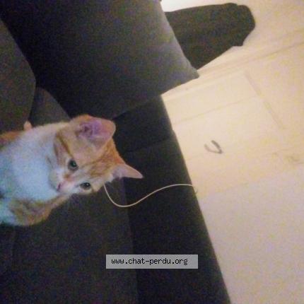 Foto 1/1 Élodie Bonnet Chat perdido en Saint etienne