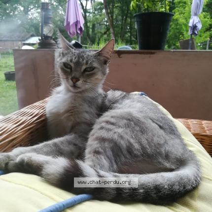 Foto 1/1 JADE Chat perdido en Cachen