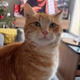 Foto del gato perdido en Roquefort