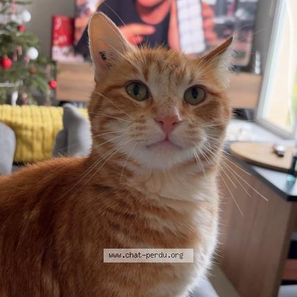 Foto 1/1 Diego Chat perdido en Roquefort