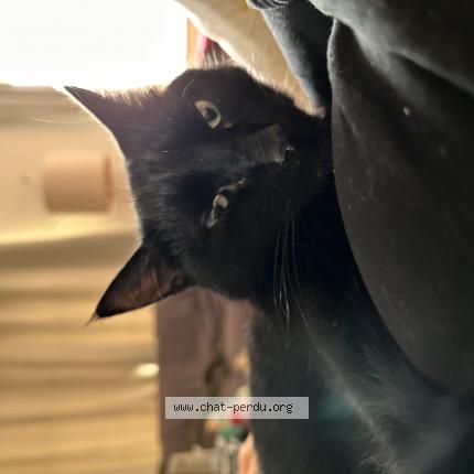 Foto 1/1 Gulli Chat perdido en Saint priest