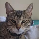 Foto del gato perdido en Cannes