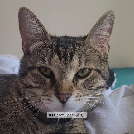 Foto 1/1 Zina Chat perdido en Cannes