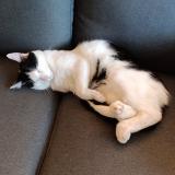 Foto del gato perdido en Marigny Marmande