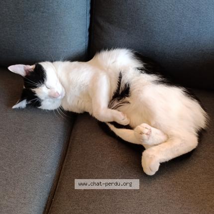 Foto 1/1 Charlie Chat perdido en Marigny marmande