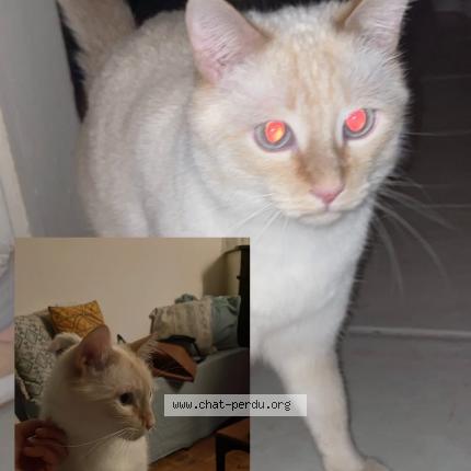 Foto 1/1 Tetris Chat perdido en Biarritz