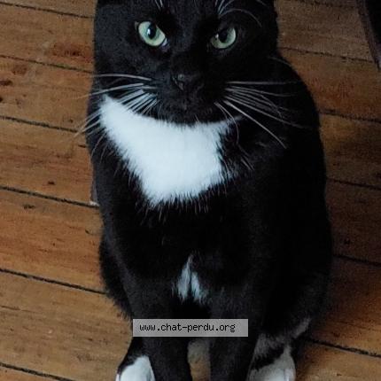 Foto 1/1 Façoni Chat perdido en Bruxelles