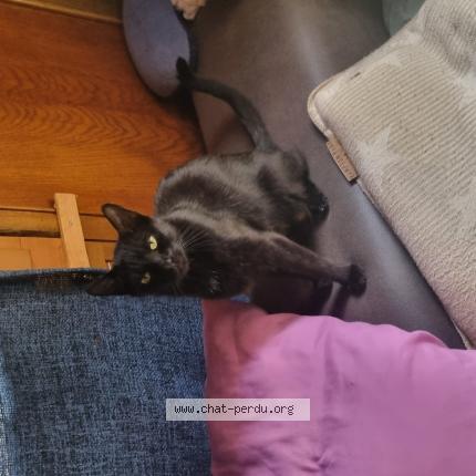 Foto 1/1 techi Chat perdido en Mayens de sion