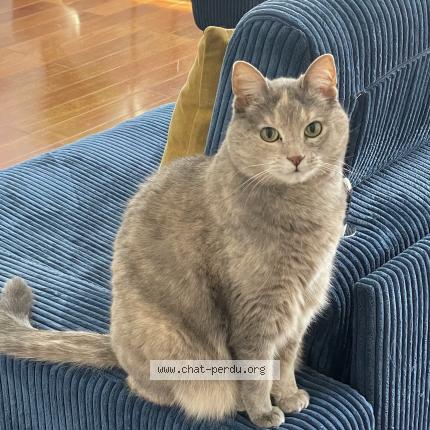 Foto 1/1 FRIPOUILLE Chat perdido en Chatenay malabry