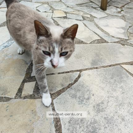 Foto 1/1 Gato encontrado Encontrado en Nozay
