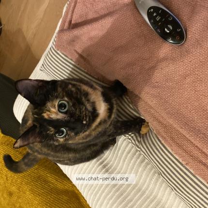 Foto 1/1 CHACHA Chat perdido en Argonay