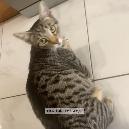 Foto 1/1 Mina Chat perdido en Toulon