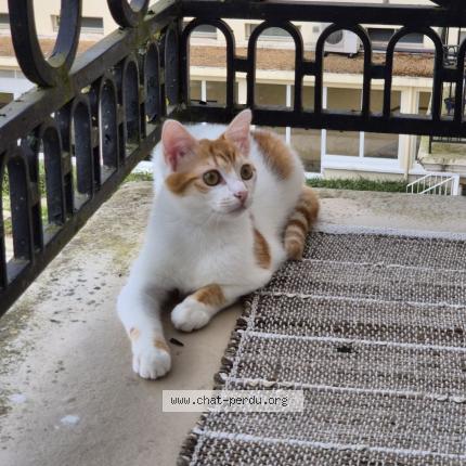 Foto 1/1 &Eacute;ros Chat perdido en Le mans