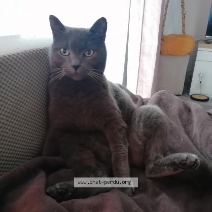 Foto 1/1 Minush Chat perdido en Aigues vives