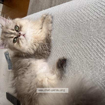 Foto 1/1 Velours Chat perdido en Fontenay sous bois