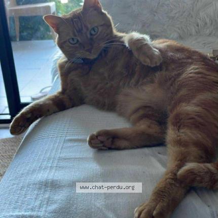 Foto 1/1 Kitty Chat perdido en Le cannet