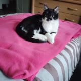 Foto del gato perdido en St Genis Laval