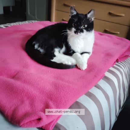 Foto 1/1 Chaussette Chat perdido en St genis laval