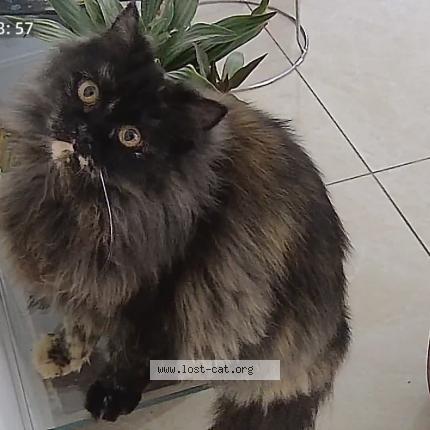 Foto 1/1 Zoe Chat perdido en Dehradun