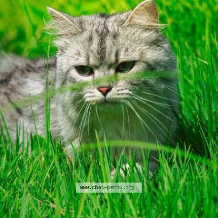 Foto 1/1 Kiri Chat perdido en Monesties