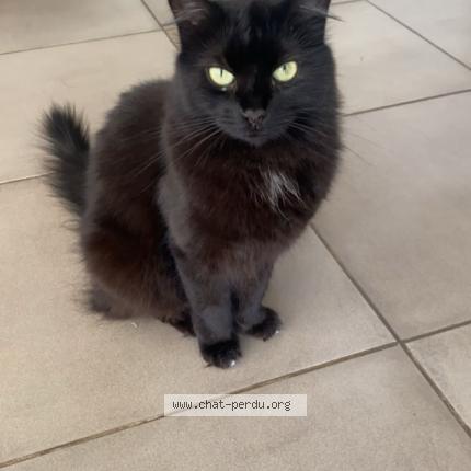 Foto 1/1 Romy Chat perdido en Pelleautier