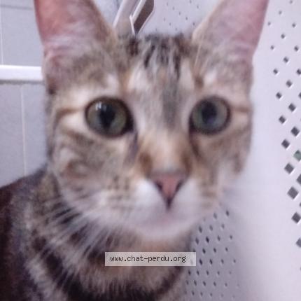 Foto 2/4 Gato encontrado Encontrado en Montesson