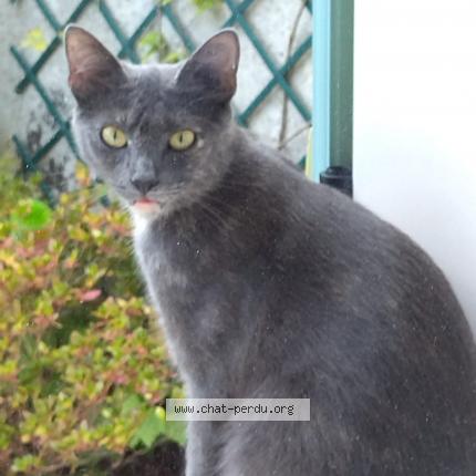 Foto 1/1 Poupette Chat perdido en Tremblay en france vieux pays